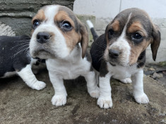 Catei Beagle Pedigree foto