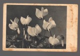 CPIB 20853 - CARTE POSTALA, FELICITARE - FLORI, CYCLAMEN, 1946, Circulata, Printata