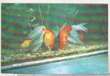 Bnk cp Constanta - Acvariu - Pesti - necirculata, Printata