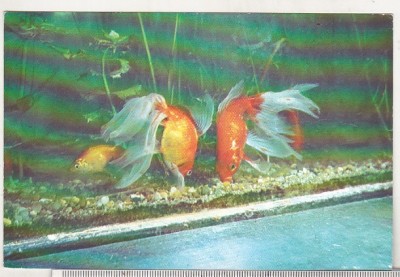 bnk cp Constanta - Acvariu - Pesti - necirculata foto