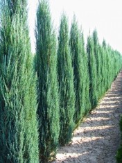 Ienupar sageata (Juniperus Blue Arrow) 15-20 cm foto