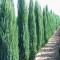 Ienupar sageata (Juniperus Blue Arrow) 15-20 cm