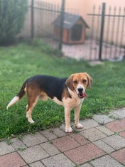 Donez beagle foto