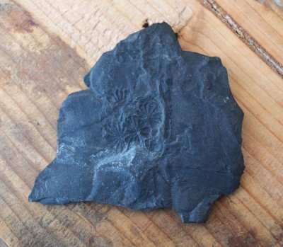 Annularia sphenophylloides planta fosila din Carbonifer foto