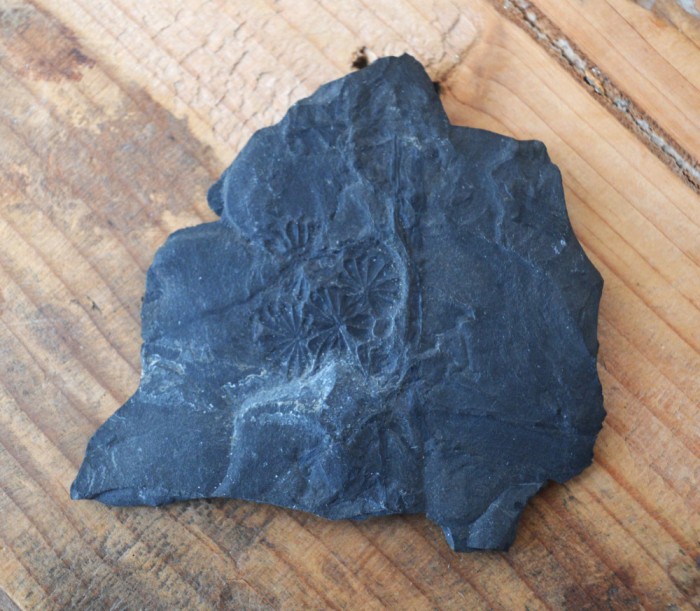 Annularia sphenophylloides planta fosila din Carbonifer