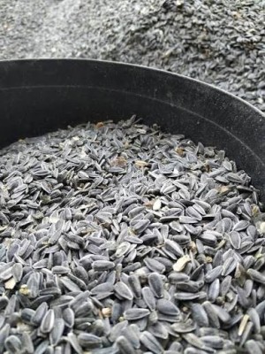 Floarea-soarelui foto