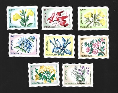 mongolia flori mnh foto