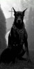 Husa Personalizata ALLVIEW A5 Duo Black Dog
