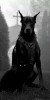 Husa Personalizata MOTOROLA One Macro Black Dog