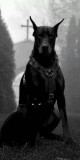 Husa Personalizata HUAWEI Mate 20 Pro Black Dog