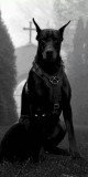 Husa Personalizata ALLVIEW A5 Easy Black Dog