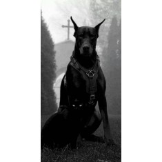Husa Personalizata ASUS ZenFone Max M1 ZB555KL Black Dog
