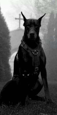 Husa Personalizata SAMSUNG Galaxy S10e Black Dog foto