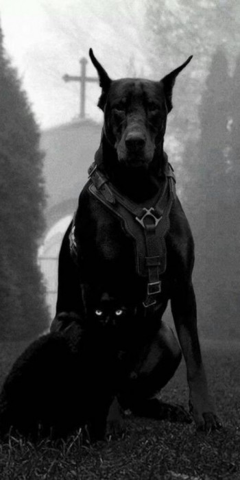 Husa Personalizata MOTOROLA One Macro Black Dog