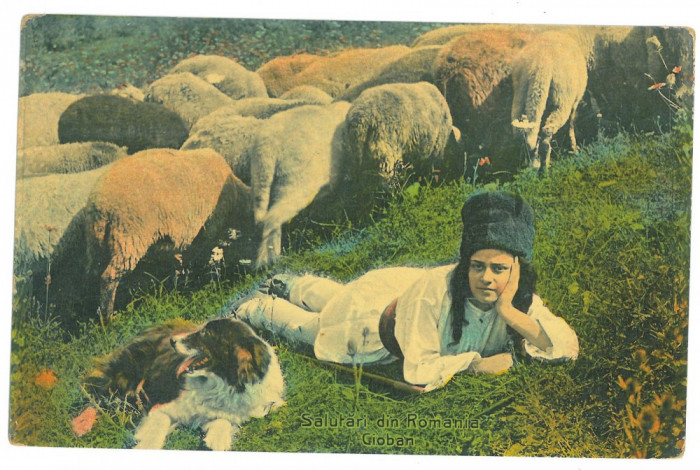 4194 - ETHNIC, Shepherd, Romania - old postcard - used - 1913