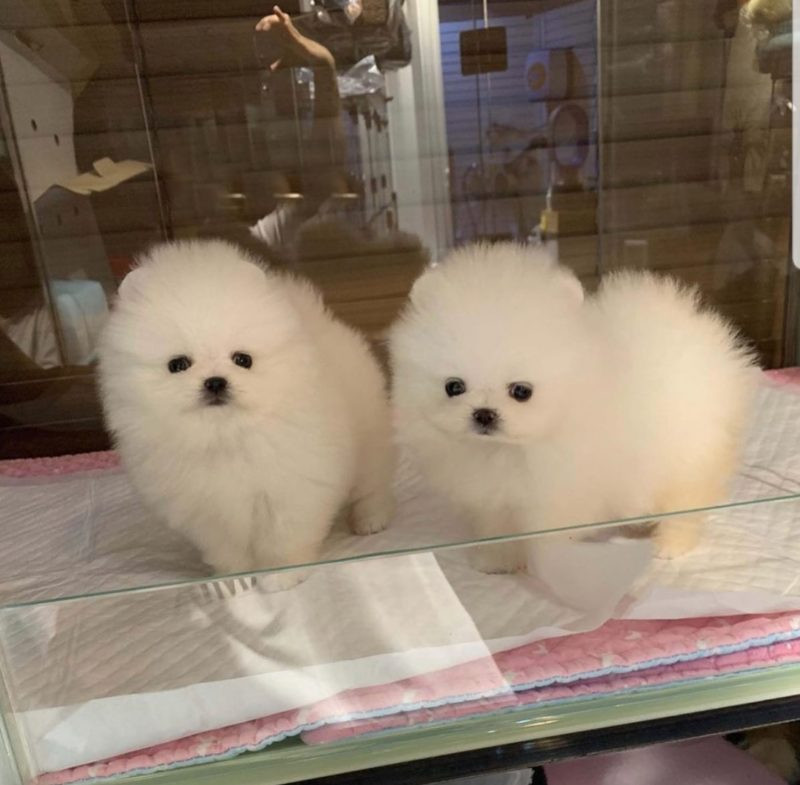 Pomeranian Mini Toy Arhiva Okazii Ro