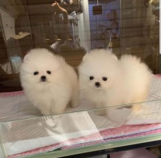 pomeranian mini toy foto