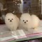 pomeranian mini toy