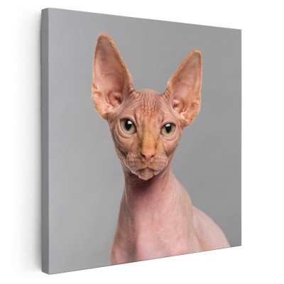 Tablou portret pisica Sfinx Tablou canvas pe panza CU RAMA 40x40 cm foto