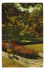 CPIB 18452 CARTE POSTALA - MEDGIDIA, PARC, RPR, Circulata, Fotografie