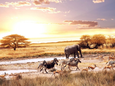 Fototapet Animale din savana, 300 x 250 cm foto