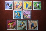 GUINEEA SERIE PASARI