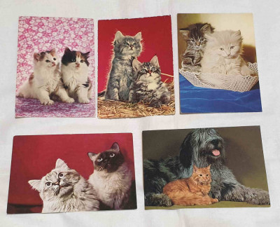 Pisici - Carte Postala veche - Lot x 5 bucati # 2 foto