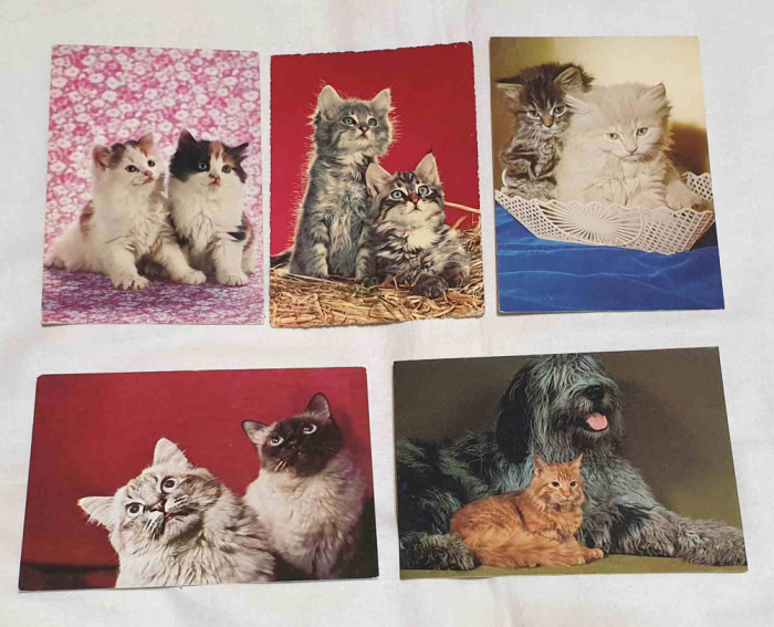 Pisici - Carte Postala veche - Lot x 5 bucati # 2