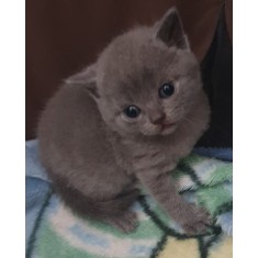 Cauti Pui de pisica sfinx? Vezi oferta pe Okazii.ro