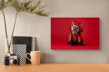 Tablou Canvas, "Bulldog gotic &icirc;n mantie roșie", Scenă, C&acirc;ine, Costum, Halloween, Fundal, Roșu, Pelerină, Aripi, Dracula, Drăgălaș., 39 x 26 cm, CMCLAS