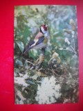 HOPCT 14863 STICLETE- CARDUELIS CARDUELIS - PASARI -FAUNA - -NECIRCULATA