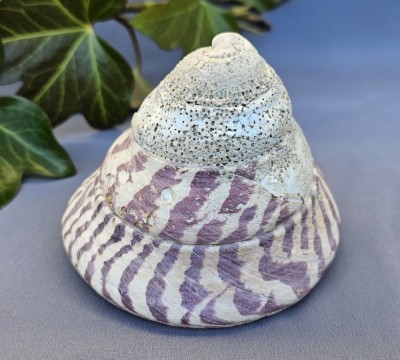 COCHILIE GASTROPOD TROCHUS NILOTICUS&amp;nbsp; foto