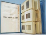 Lot 40 diapozitive RSR -Animale domestice si salbatice 1986 clasele I - IV