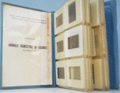 lot 40 diapozitive RSR -Animale domestice si salbatice 1986 clasele I - IV
