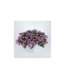 Planta Bacopa roz, planta bacopa s. pink, ghiveci de 10 cm