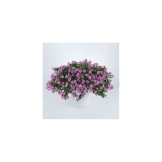Planta Bacopa roz, planta bacopa s. pink, ghiveci de 10 cm