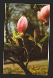 CPIB 20076 CARTE POSTALA - MAGNOLIE