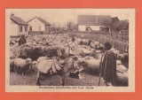 AMS @ - ILUSTRATA CIOBANI CU TURMA 1917, scrisa dar necirculata