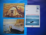 HOPCT LOT NR 467 FOCA-MAMIDERE POLARE -FAUNA-3 CARTI POSTALE-NECIRCULATE
