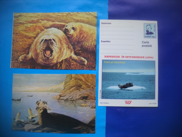HOPCT LOT NR 467 FOCA-MAMIDERE POLARE -FAUNA-3 CARTI POSTALE-NECIRCULATE