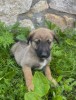 Pui ciobanesc belgian malinois
