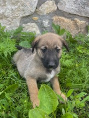 Pui ciobanesc belgian malinois