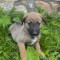Pui ciobanesc belgian malinois