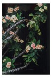 Tablou Canvas, "Tufă de flori cu spini verzi", Flori, Verdeață, Spini, Natură, Contrast, Vitalitate, Frumusețe, Delicatețe, 26 x 39 cm, CMCLASS