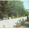 carte postala -TELEORMAN-Rosiorii de Vede -Parcul N.Balcescu
