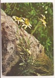 RF48 -Carte Postala- Albumita, Leontopodium alpinum, circulata 1967
