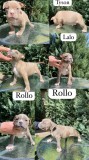 American bully
