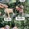 American bully
