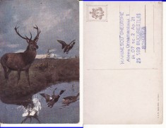 Ilustrata animale -cerbi-vanatoare