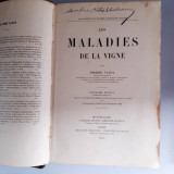 Boli ale viței de vie - Les maladies de la vigne - 1893